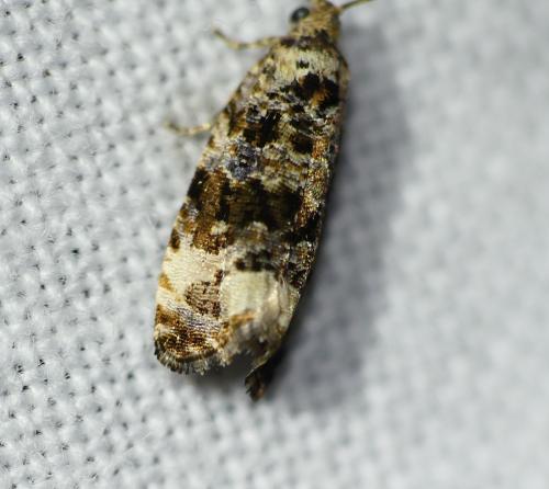Réf. 267 263 : Endothenia marginana